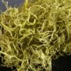 Chartreuse Spanish Moss 1 Lb / 700 Cubic In.