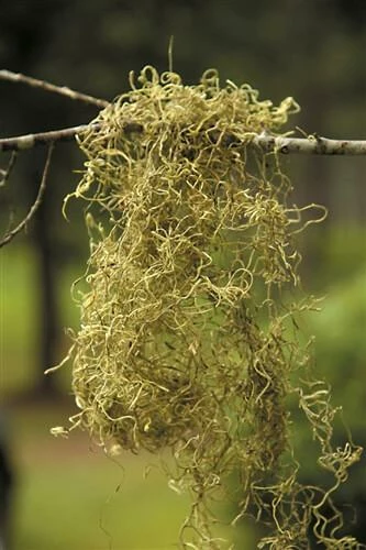 Chartreuse Spanish Moss 1 Lb / 700 Cubic In. 2 Chartreuse Spanish Moss 1 Lb / 700 Cubic In. - Image 2
