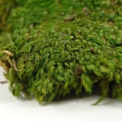 Natural Mood Moss 480 Cubic In
