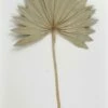Natural Palm Leaf Fans Dried Pack Of 5