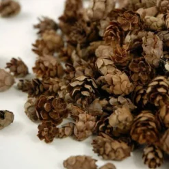 Pine Cones Hemlock 3qrts 1000 Cones