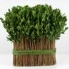 11" Standing Preserved Boxwood Arrangement