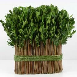 11" Standing Preserved Boxwood Arrangement