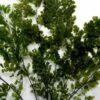Preserved Fern 5-6 Stems Lutti Adianthum