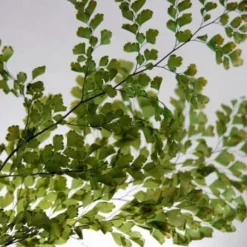 Preserved Fern 5-6 Stems Lutti Adianthum -US Gift Sales 2024 preserved ferns luthi adianthum 10 5 6 stems 5