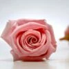 Preserved Roses (15 Rose Heads) 1 Inch Pink