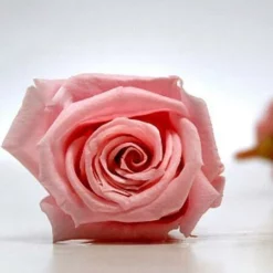Preserved Roses (15 Rose Heads) 1 Inch Pink