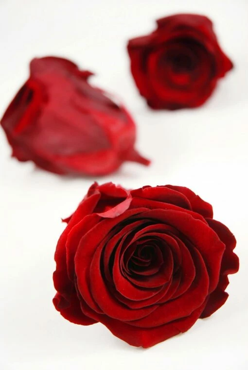 Preserved Roses Red 2.5in (6 Rose Heads) -US Gift Sales 2024 redroses2 1