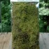 Natural Sheet Moss 2oz Bag