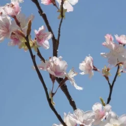 Silk Pink And Cream/White Cherry Blossom Branch 42in