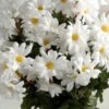 Silk White Daisies Bouquet (72 Flowers)