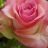 12 Large Rose Spray Two-Tone Pink