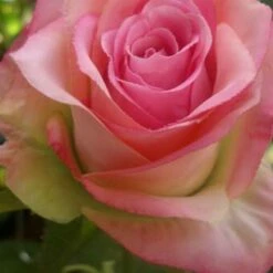 12 Large Rose Spray Two-Tone Pink