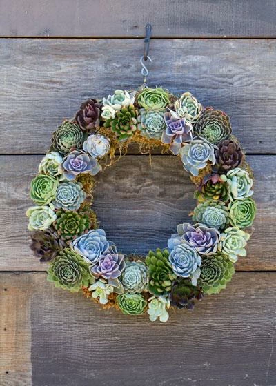Sphagnum Moss Living Wreath 16 Inch 2 Sphagnum Moss Living Wreath 16 Inch - Image 2