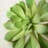 Large Bright Green Echeveria Stem Succulent 9" Wide