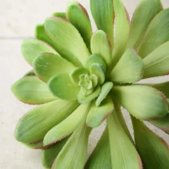 Large Bright Green Echeveria Stem Succulent 9" Wide