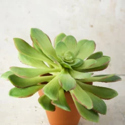 Large Bright Green Echeveria Stem Succulent 9" Wide -US Gift Sales 2024 stem succulent 10in green 4