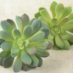 Large Bright Green Echeveria Stem Succulent 9" Wide -US Gift Sales 2024 stem succulent 10in green 5