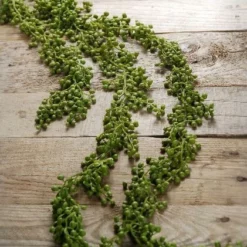 String Of Pearls Succulent Garland 4ft