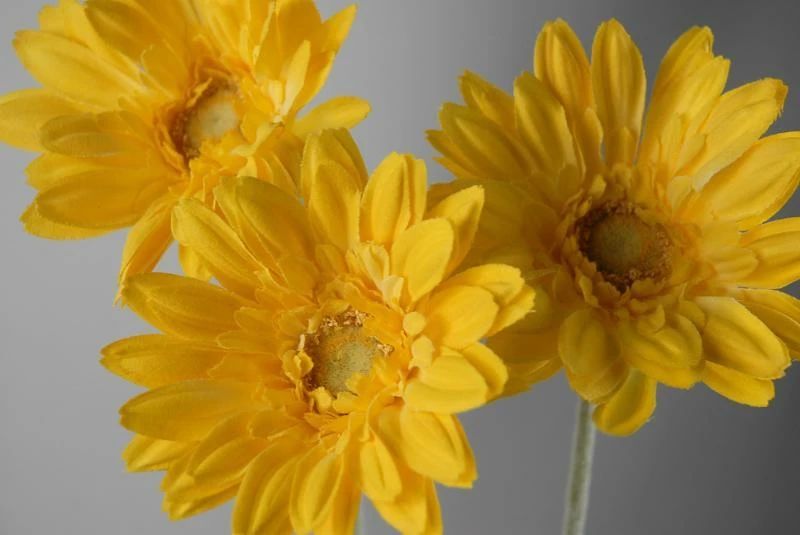 24 Royal Yellow Gerbera Daisy Sprays 2 24 Royal Yellow Gerbera Daisy Sprays - Image 2